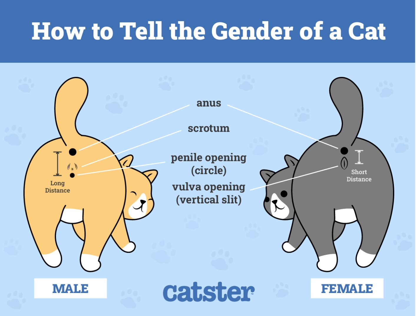 How to tell the gender of a cat. Infographic